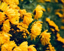 Close-up Of Yellow Flowers