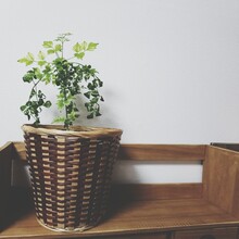 Close-up Of Potted Plant On Table Against Wall At Home