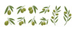 modern olive logo design set