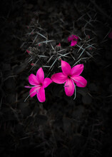 Pink Flowers On Black Background