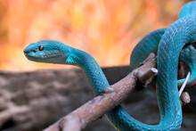 Close-up Of A Blue Insularis Viper Snake