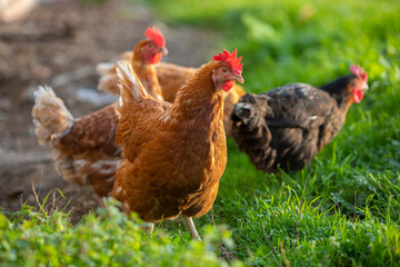 Canvas Print - Gallina comiendo hierba en un prado verde al atardecer