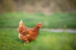 © David - Gallina comiendo hierba en un prado verde al atardecer