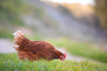 Poster - Gallina comiendo hierba en un prado verde al atardecer