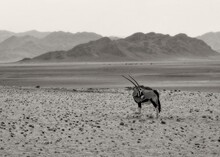 Isolated Oryx Antelope In The Namib Desert