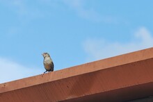 Low Angle View Of Bird Perching On Retaining Wall Against Blue Sky