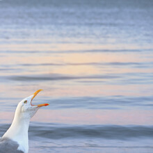 A Seagull Sings Its Song