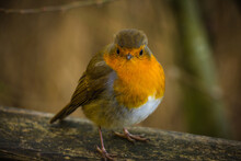 Close-up Of Robin  Bird Perching On Wood