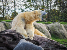 View Of Polar Bear Sitting On Rock