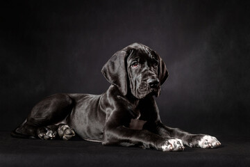 Canvas Print - Portrait of a great dane puppy on black background