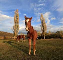 Wall Mural - Horse foal on a meadow in a mountain valley on a sunny autumn day