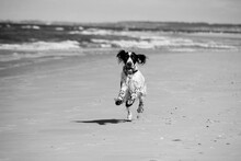 Dog Running On Beach