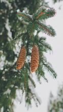 Close-up Of Two Pine Cones