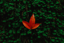 Close-up Of Orange Leaf On Tree