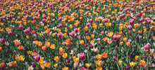 Full Frame Shot Of Multi Colored Tulips In Field