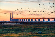 Oresund Bridge Sundown With A Flock Of Flying Birds Crossing The Scene By The Sea. Oresundsbron Massive Architecture At Sunset With Bunkeflo Strandangar Nature Reserve Where Seabirds Dwell And Migrate