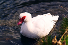 High Angle Shot Of A Muscovy Duck Swimming In The Pond