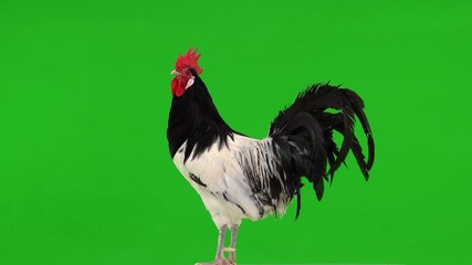 Sticker - Rooster (Lakenfelder) stands in profile on a green screen, studio