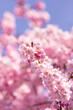 Leinwandbild Motiv Vertical shot of blooming cherry blossom flowers under a blue sky