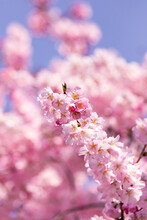 Vertical Shot Of Blooming Cherry Blossom Flowers Under A Blue Sky