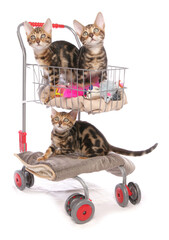 Sticker - Bengal kittens on shopping trolley