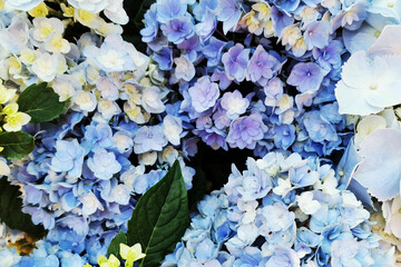 Sticker - fresh color hortensia flowers texture