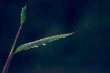 Close-up Of Raindrops On Plant