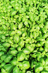 Wall Mural - green basil plant texture