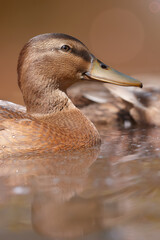 Wall Mural - Close up of a young  mallard duck