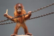 View Of Monkey On Rope