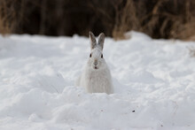 Cute White Snowshoe Hare In The Snow During A Canadian Winter