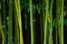 Full Frame Shot Of Bamboo Plants