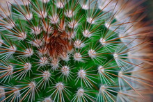 Full Frame Shot Of Cactus Plant