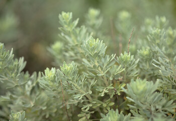 Flora of Gran Canaria - Artemisia thuscula, locally called Incense due to its highly aromatic properties, natural macro floral background
