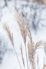  Grass in the snow