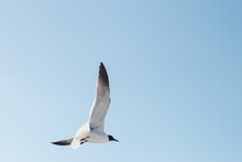 Low Angle View Of Seagull Flying In Sky