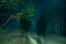 Road Amidst Trees In Forest At Night
