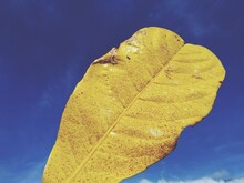 Close-up Of Yellow Leaf Against Blue Sky