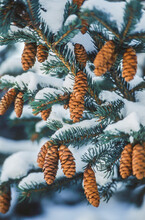 Close-up Of Pine Cones On Tree During Winter