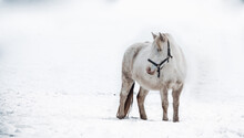 View Of White Horse On Snow Covered Field