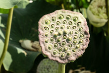 Lotus Seed Pod Close Up On Nature Background.