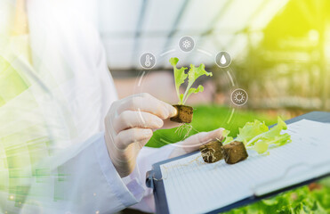 Hydroponic farm, laboratory and science. Small plants with growth process and chemical formula on green background.