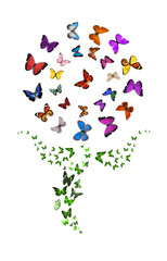 Wall Mural - dandelion flower. a set of butterflies. tropical insects. isolated on a white background