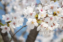 Closeup Shot Of Cherry Blossom