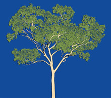A Gum Tree Vector Illustration On A Blue Background	