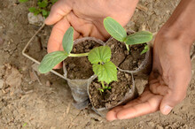 Top View Of Hands Holding Cucumber Seedlings In A Plastic Bag