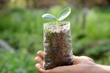 Sticker - Closeup shot of hand-holding cucumber seedling in a plastic bag