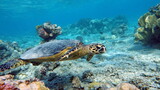Fototapeta Do akwarium - Sea turtles . Great Reef Turtle .Bissa.

