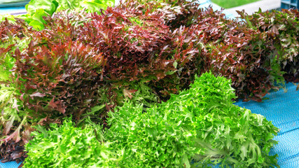 Wall Mural - multicolored leafy salad sits on the counter of a farmer's market. Fresh lettuce plants are collected for sale.