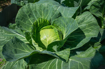 Wall Mural - large head of cabbage on a high bed in the garden. The perfect eco-crop on a farm bed